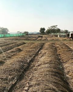 vermicomposting