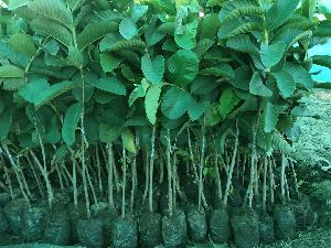 Red Japani Guava Plant