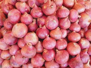 Fresh Garva Onion