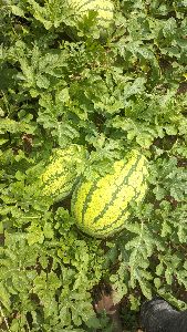 Watermelons seller