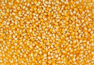 Yellow Maize Animal Feed