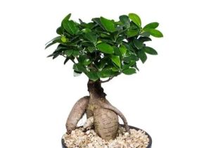 Ficus Bonsai Plant