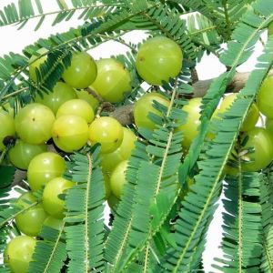 Organic Amla