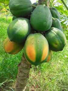 Fresh Papaya