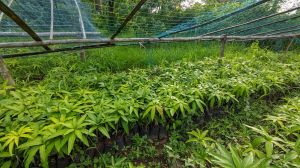 Sonpari Mango Plant