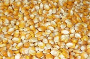 Maize Seeds