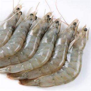 Vannamei shrimp