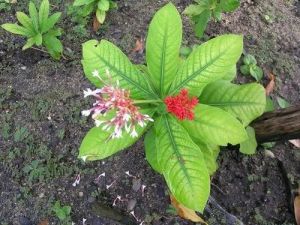 Green Sarpagandha Plant