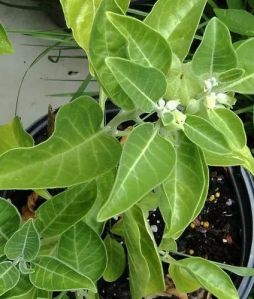 Natural Ashwagandha Plant