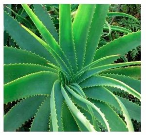 Organic Aloe Vera Plant