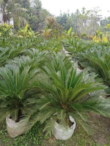 Cycas Palm Plant