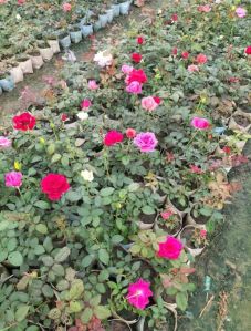 Rose Plants