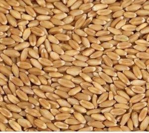 Wheat Grains