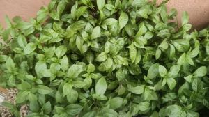 fresh sweet basil