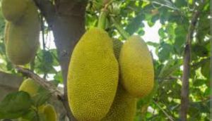 Jack Fruit