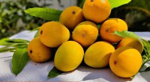 Alphonso Mangoes