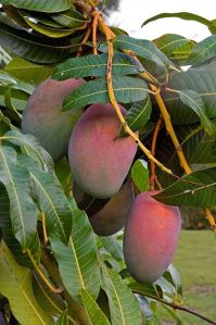 malgova mangoes