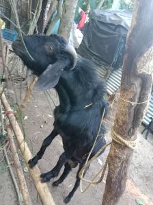 black bengal goat