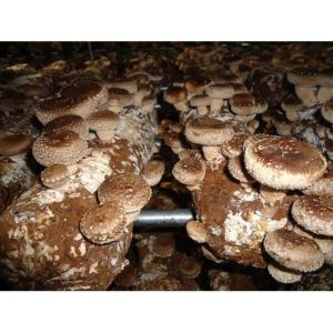 Brown Shiitake Mushroom Spawn