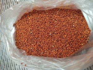 Finger Millet