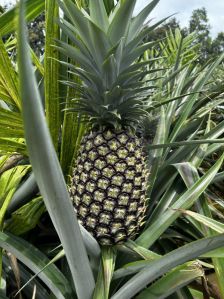 Fresh Pineapple