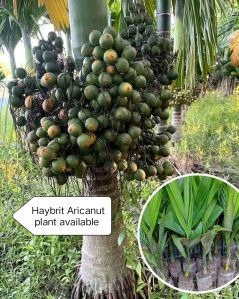 Hybrid Arecanut Plant