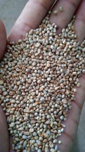 Green Millet