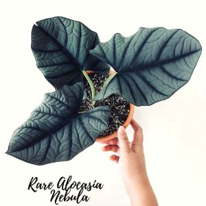 Alocasia Nebula / Indoor Plants / Rare Plants For Living Space