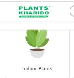 Indoor Plants