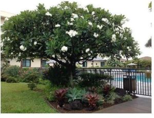 Frangipani Outdoor Plant