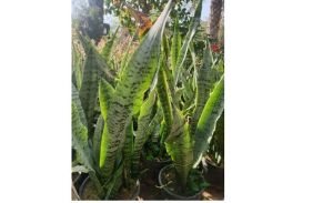 Sansevieria Indoor Plant