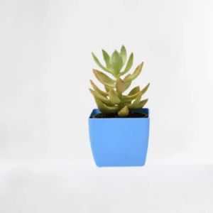 succulent plant