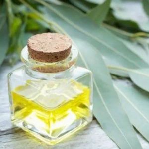 Eucalyptus Essential Oil