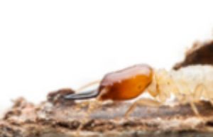 termite control services