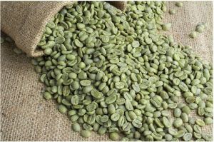 Green Coffee Bean