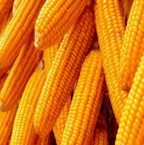 Maize Grain