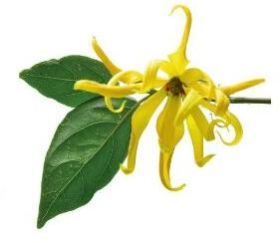 Ylang Ylang Essential Oil