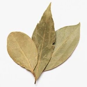 1836 Bay Leaf