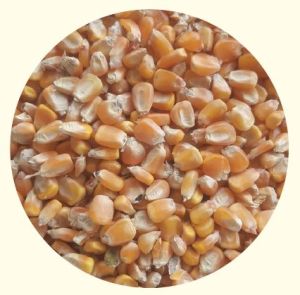 Yellow Maize Seeds