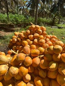 Tender Coconut