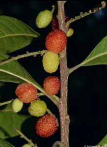 wild fruit