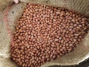 Gujrat peanut G20, TJ Varieties