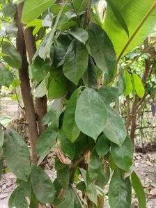 Fresh Soursop Green Leaves