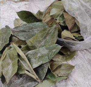 Soursop Dry Leaves