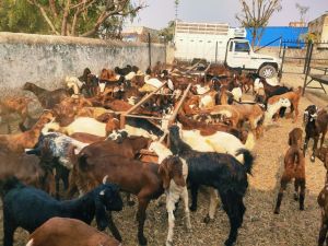 Sirohi Goats