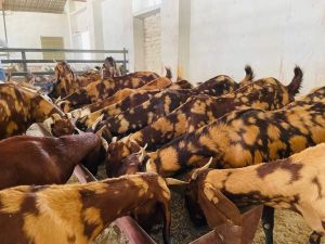 sirohi female goats