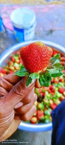 strawberry fruit