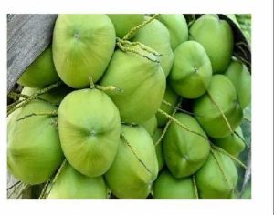 Green Coconut