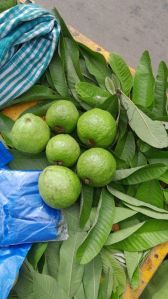 Organic fresh guava