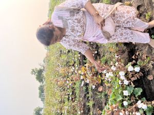 Picking the cotton wool